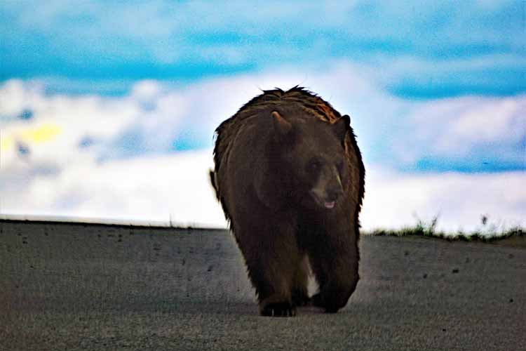 bear country usa